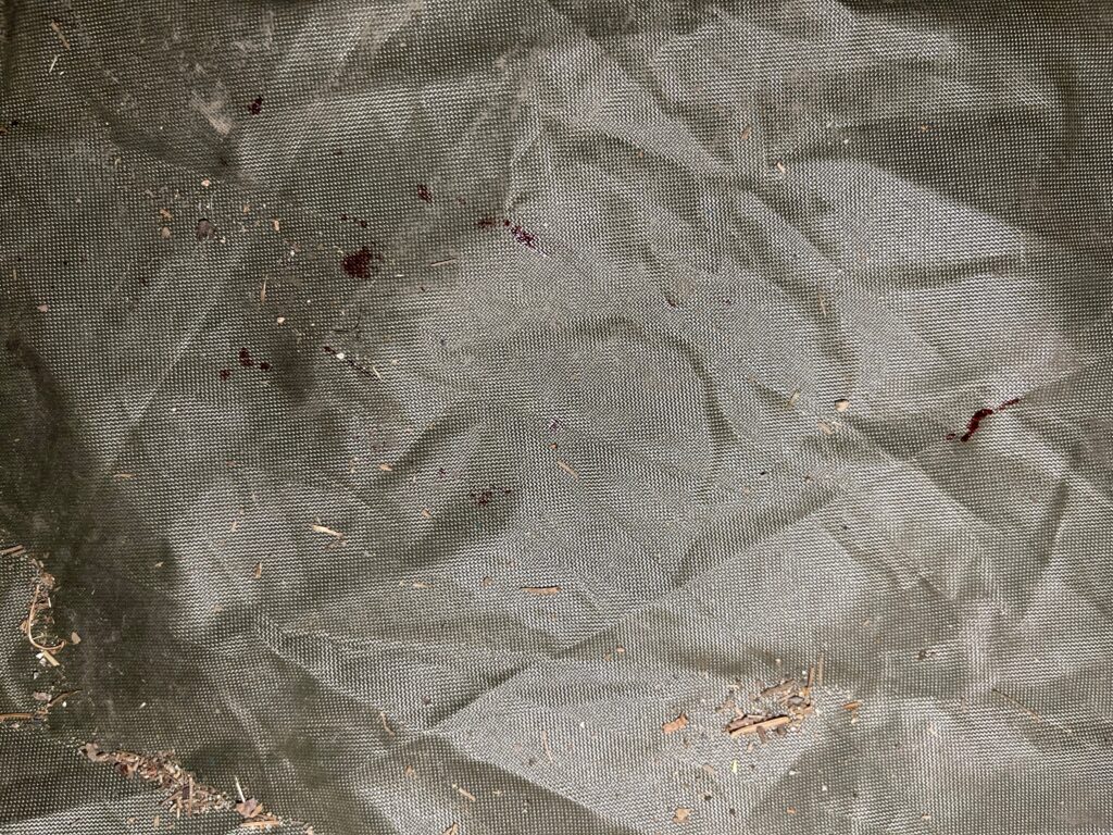 Close-up view of multiple small reddish-brown blood-like drops and spots scattered on the dark green tent floor that mysteriously appeared in the center of the tent during a paranormal field investigation.